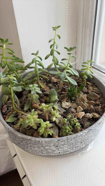 Горшок для суккулентов