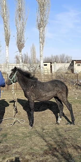 Жабагы сатылады