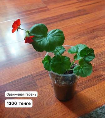 Комнатные цветы