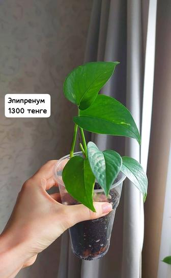 Комнатные цветы