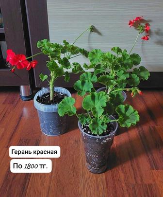 Комнатные цветы