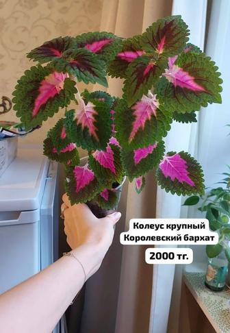 Комнатные цветы