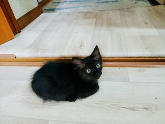 Отдам котенка