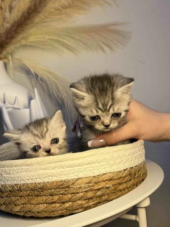 Продаются котята