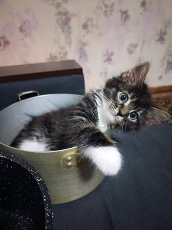 Потерялся котик