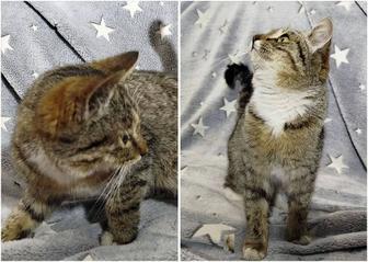 Котенок Шурик. В надежные руки.