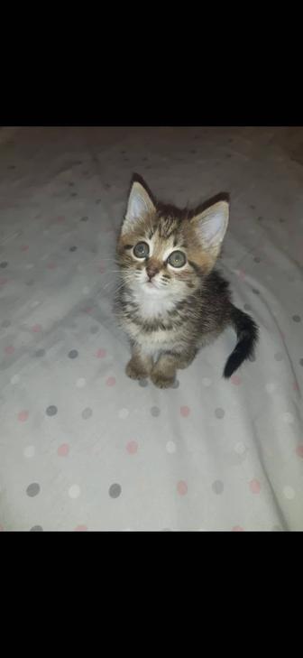 Котята в дар