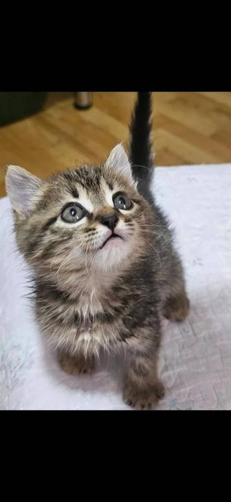 Котята в дар