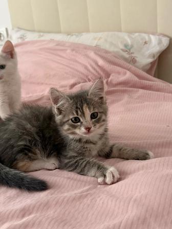 Котята двухмесячные. Привитые, приучены к лотку.
