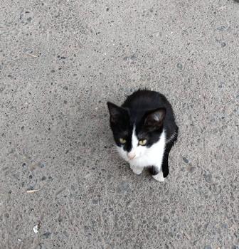 Красивые котята