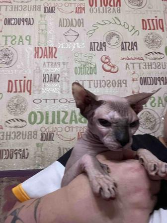 Продам кошку.