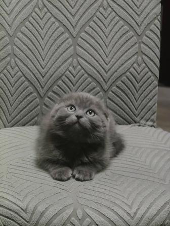 Шотландский котенок fold