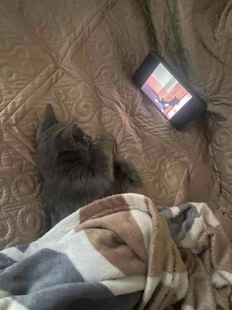 Отдам котенка в добрые руки