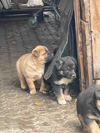 Щенки 1,5 месяца бесплатно в хорошие руки