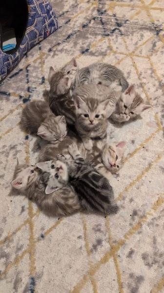 Британские котята