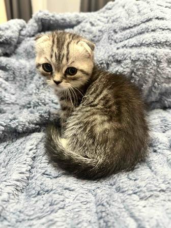 Котята шотландцы