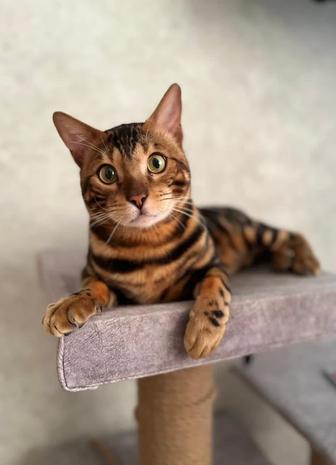 Продам бенгальского котенка