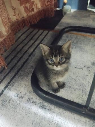 Милые котятки ищут себе семью