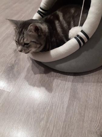 Отдам кошечку