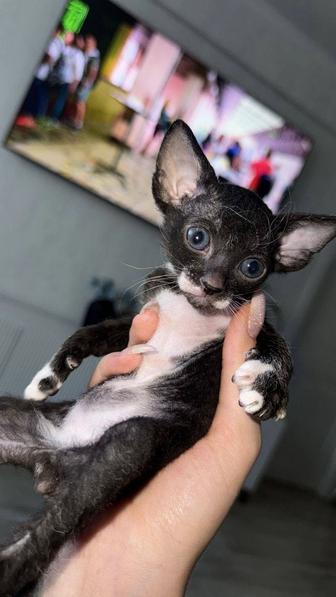 Продажа котят