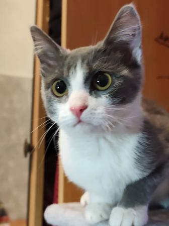 Котенок девочка 4 месяца ищет дом