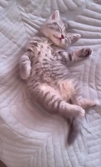 Шотландские котята