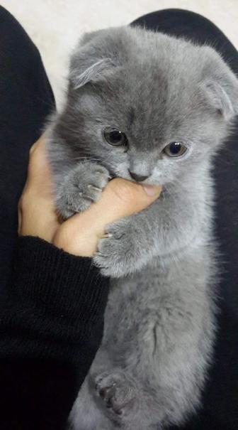 Шотландские котята