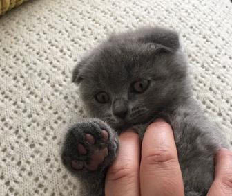 Шотландские котята