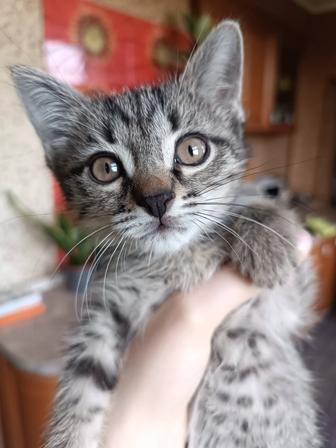 отдам в добрые руки котенка