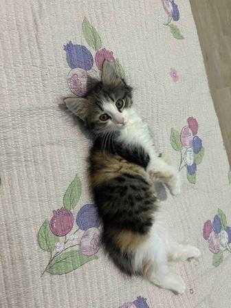 Отдам котенка в добрые руки