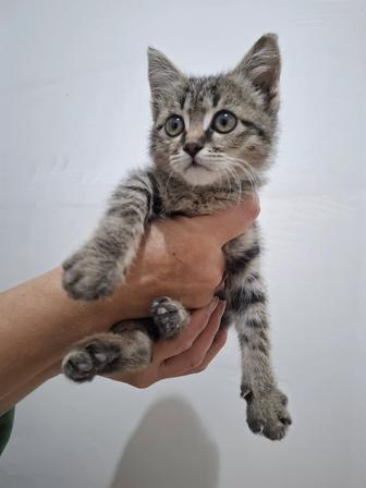 Котенок,мальчик,ищет семью!
