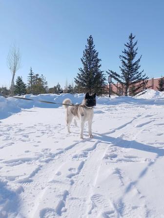 Собака породы акита