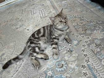 кошка