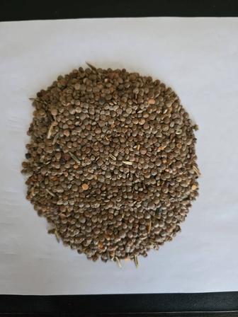 Продам красную чечевицу