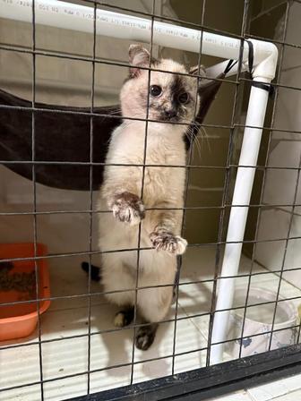 Кошка симпатяга в добрые руки