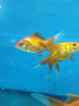 Золотая рыбка