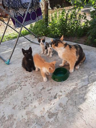 Отдам котят в хорошие руки