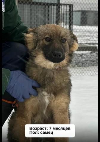 Отдаем щенков кабелей 7 месяцев