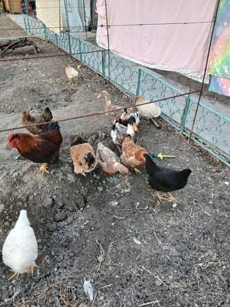 Куры утки продам!