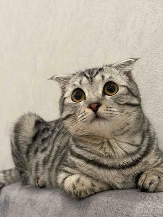 Отдам в дар кошку.