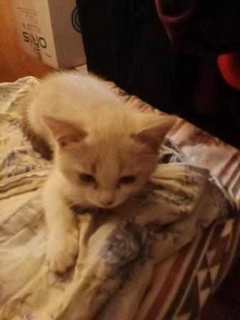 Отдам кошечку в хорошие руки