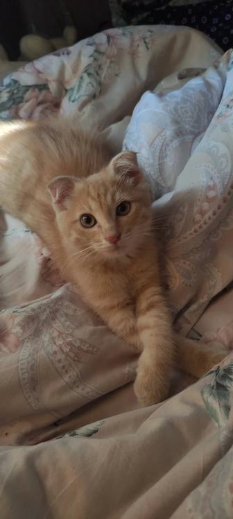 Милый котенок, мальчик, бесплатно