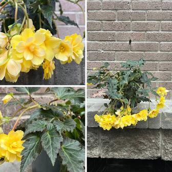 Бегония клубнивая