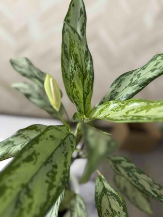 Большая аглаонема, очень красивая, цветет