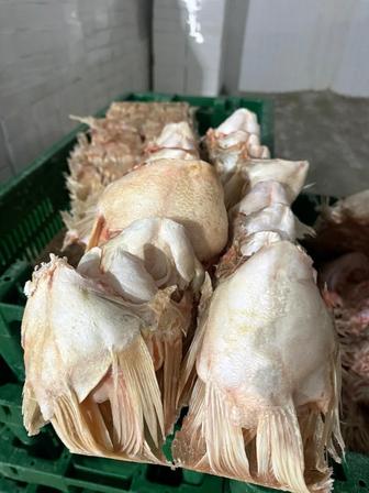 Плавники судака, филе судака, филе сазана, щечки судака, фарш судака и леща