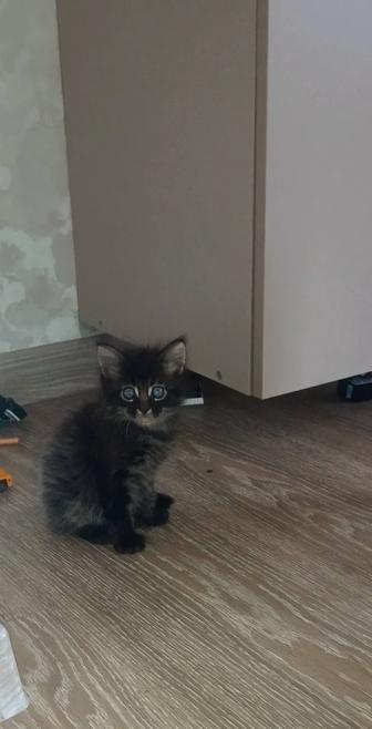 Отдам котят