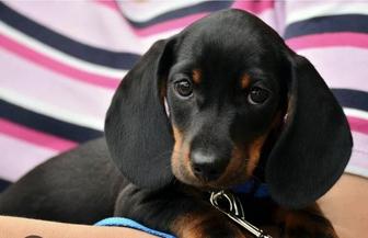 Продам щенка такса