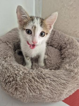 Отдам котика в хорошие руки