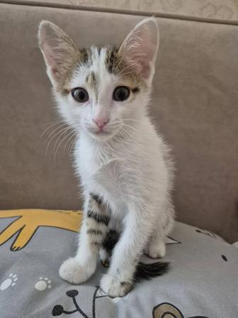 Котенок ищет дом и семью