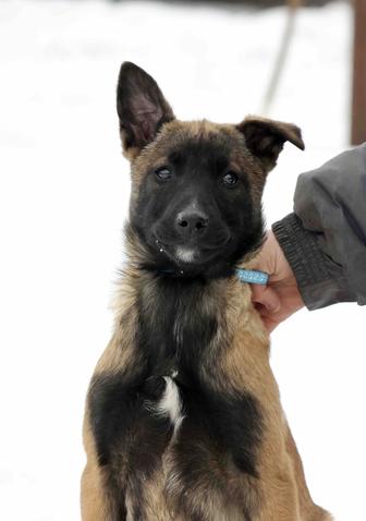 Бельгийские овчарки с родословной